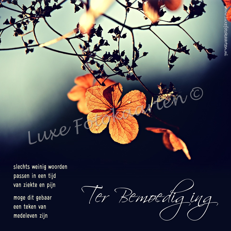 Bemoediging - oranje bloem